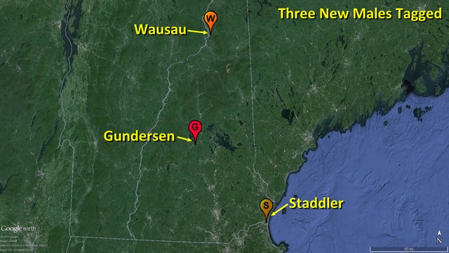 Staddler, Wausau, and Gundersen locations in New Hampshire